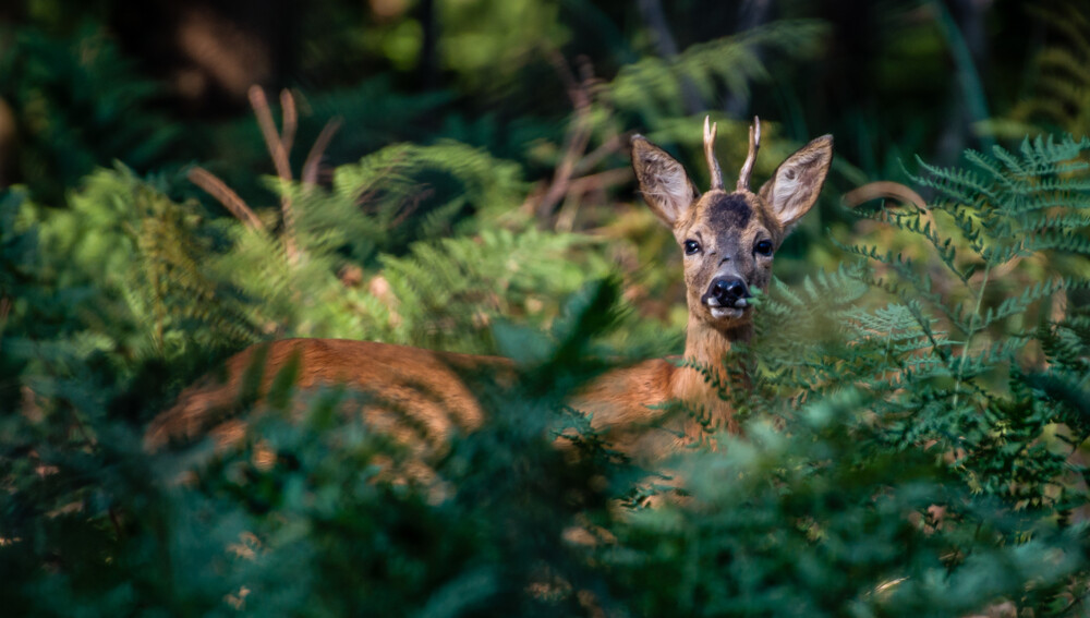 limiter l'engrillagement des espaces naturels - propriétaire ruraux & loi